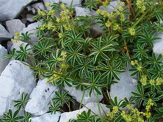 Alchemilla nitida