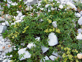 Alchemilla nitida