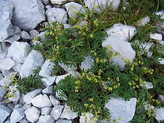 Alchemilla nitida