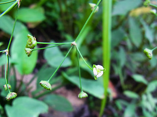 Alisma plantago aquatica