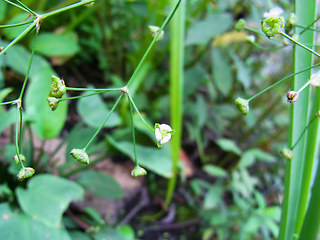 Alisma plantago aquatica