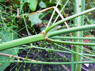 Alisma plantago aquatica