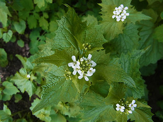 Alliaria petiolata