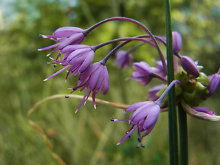Allium carinatum