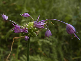 Allium carinatum