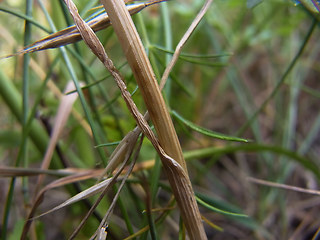 Allium carinatum