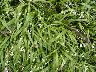 Allium paradoxum