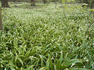 Allium paradoxum