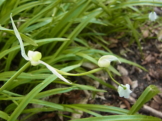 Allium paradoxum