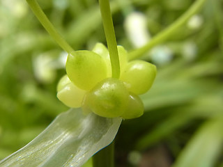 Allium paradoxum