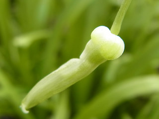 Allium paradoxum