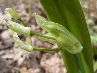 Allium paradoxum