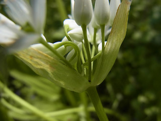 Allium ursinum