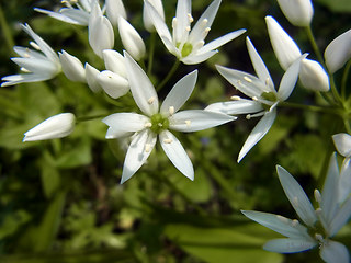 Allium ursinum