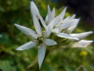 Allium ursinum