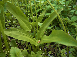 Allium ursinum