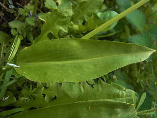 Allium ursinum