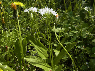 Allium ursinum