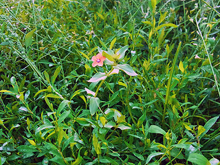 Anagallis arvensis