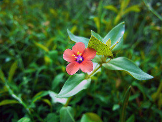 Anagallis arvensis