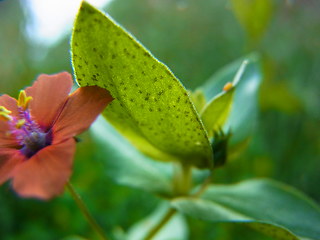 Anagallis arvensis