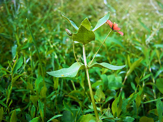 Anagallis arvensis