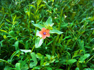 Anagallis arvensis