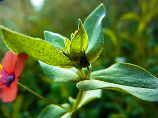 Anagallis arvensis