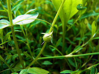 Anagallis arvensis