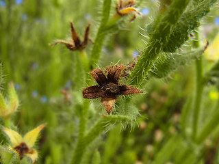 Anchusa arvensis