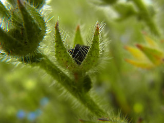 Anchusa arvensis