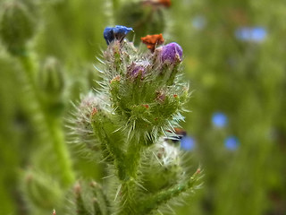 Anchusa arvensis