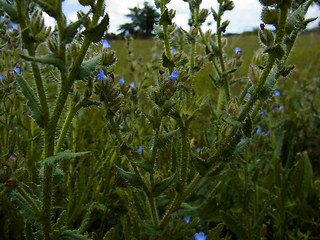 Anchusa arvensis