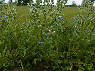 Anchusa arvensis