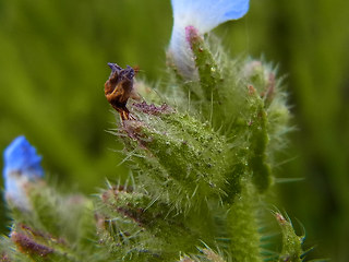 Anchusa arvensis