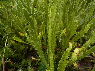 Anchusa arvensis