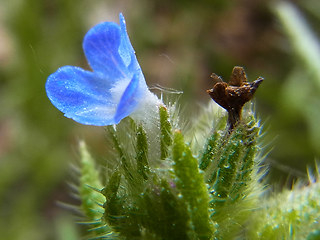 Anchusa arvensis