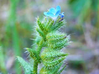 Anchusa arvensis