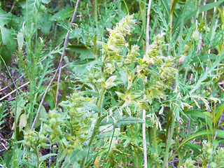 Anchusa arvensis