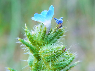 Anchusa arvensis