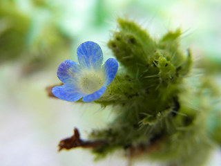 Anchusa arvensis