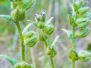 Anchusa arvensis