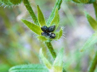 Anchusa arvensis