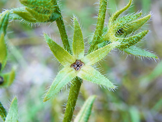 Anchusa arvensis