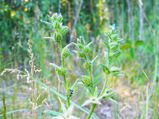 Anchusa arvensis