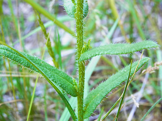 Anchusa arvensis