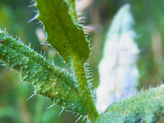 Anchusa arvensis