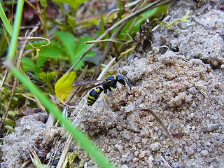 Ancistrocerus parietum