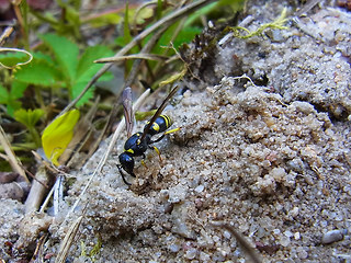 Ancistrocerus parietum