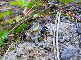 Ancistrocerus parietum